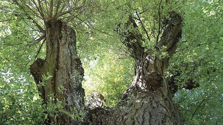 Bamberg: Baum am alten Hallenbad muss gef&auml;llt werden - wegen akuter Bruchgefahr