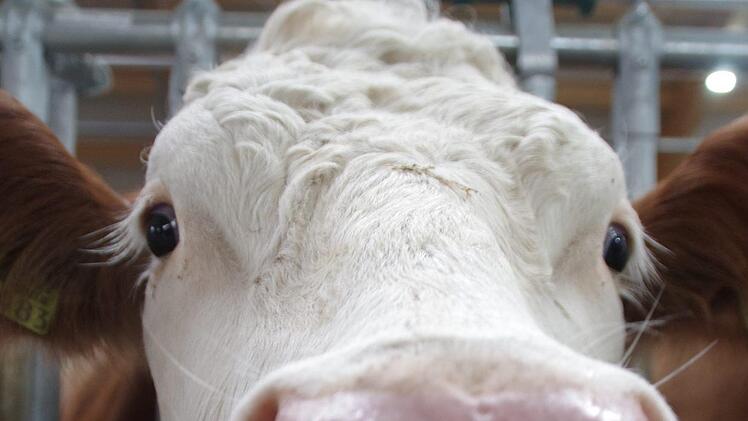 Den Kühen gefällt ihr neues Domizil ganz offensichtlich. Foto: Marco Meißner