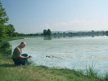 "Es ist eine Sauerei" schimpfte Gerald Kummer vom Bezirksfischereiverein beim Königsfischen. Die Blaualgen-Plage am Oberauhof ist in den vergangenen Tagen wegen der warmen Witterung noch schlimmer geworden - am Uferrand war kein Wett-Angeln möglich. Das Wasser ist schaumig und hat dichte türkisfarbene Schlieren, es stinkt bestialisch.  Fotos: Sonja Adam