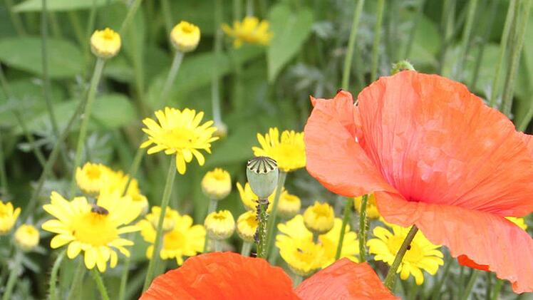 Die Kombination Rot-Gelb sorgt f&uuml;r sch&ouml;ne Farbtupfer in diesem Grafengehaiger Garten.