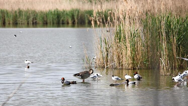 Schwarzhalstaucher, Kanadagans und viele andere Vögel kann man in der Weiherlandschaft beobachten. Foto: pr