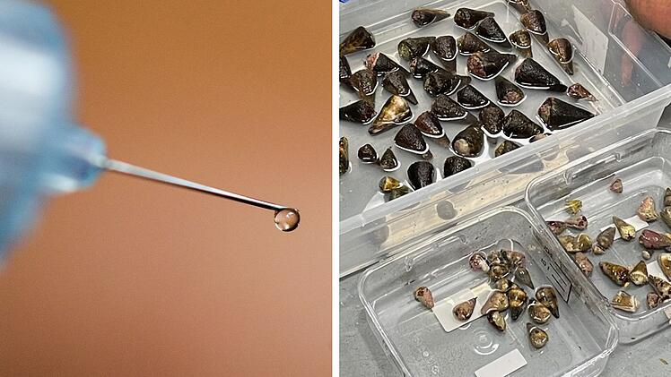 Tödliches Gift der Kegelschnecke könnte Diabetes-Behandlung verändern
