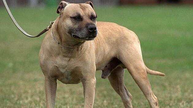 In Nordhalben werden Kampfhunde wie dieser American Staffordshire Terrier extra besteuert.Bernd Thissen, dpa/Archiv