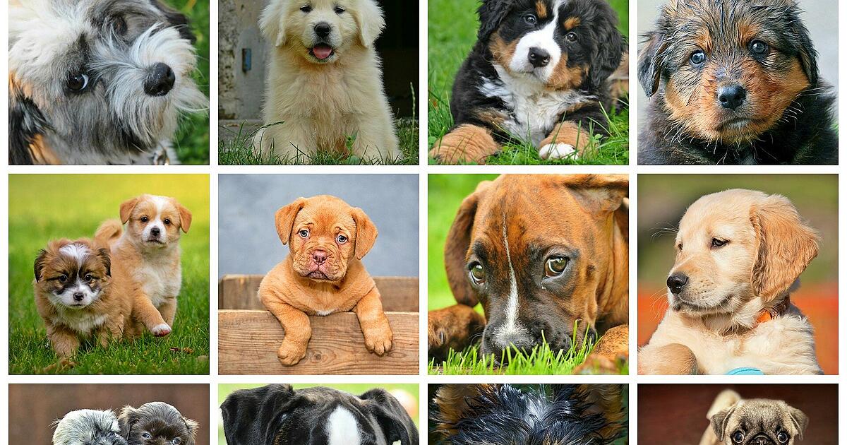 Basset, Beagle, Bulldogge: Das sind die 10 dümmsten Hunderassen