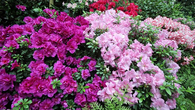 Rhododendron mag Kaffeesatz als Dünger Foto: dpa