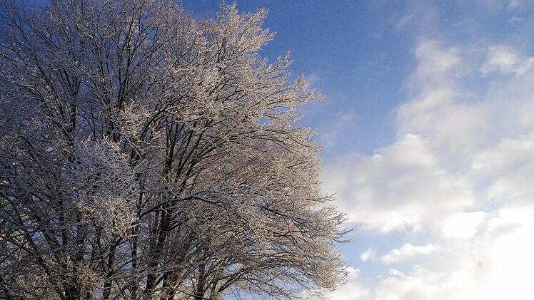 Die Schneewolken hatten sich am Vormittag schon weitgehend über Kronach verzogen. Die Bäume hatten sie jedoch über Nacht schön "eingezuckert".