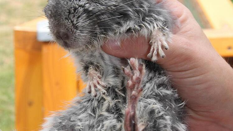 Ausgehungertes Chinchilla