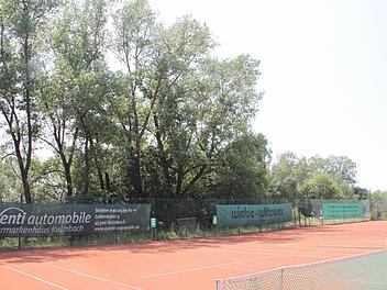 Die hohen Pappeln nahe der Tennisplätze des TSC Mainleus sorgten für Diskussionen im Gemeinderat. Foto: Jürgen Gärtner