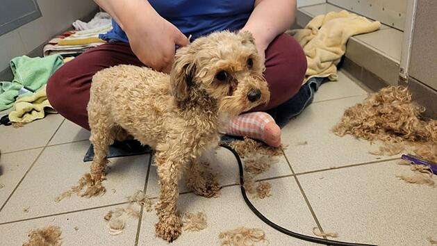 Tierheim Schwebheim &auml;u&szlig;ert sich nach Schreckensfund - Hunde gerettet