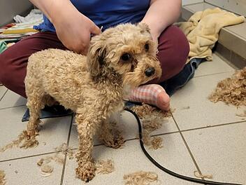 Tierheim Schwebheim äußert sich nach Schreckensfund - Hunde gerettet