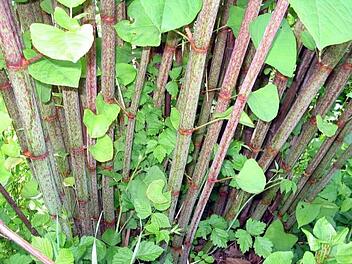 Japanischer Staudenknöterich wuchert und wuchert - bis zu 30 Zentimeter am Tag. Foto: Wikipedia