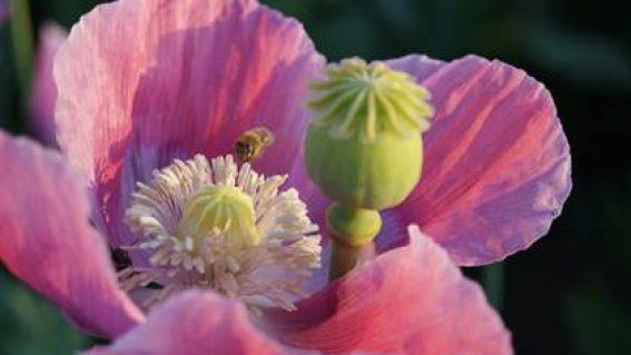 &Ouml;ko-Mohn: Pollenspender f&uuml;r Bienen und gesucht f&uuml;r leckere Mohnprodukte. Foto: Manfred Schulz