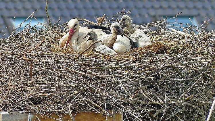 Erst seit einer Saison verfügbar und schon mit vier Jungvögeln belegt: der Rossacher Horst. Foto: Hans-Peter Schönecker