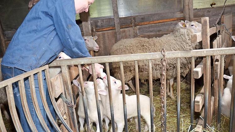 Mutterschaf Paula brachte kürzlich Vierlingslämmer zur Welt. Da muss natürlich Hofbesitzerin Bettina Hörmann mit der Flaschenfütterung nachhelfen und erlebt jedesmal eine wahre Schlacht um die Milchflasche.