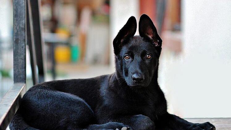 Dreister Diebstahl in der Hauptstadt: Drei Räuber brechen in eine Kleingartenanlage ein und überwältigen einen Hundebesitzer. Sie flüchten mit dem Tier. Symbolbild: pixabay.com/LUM3N