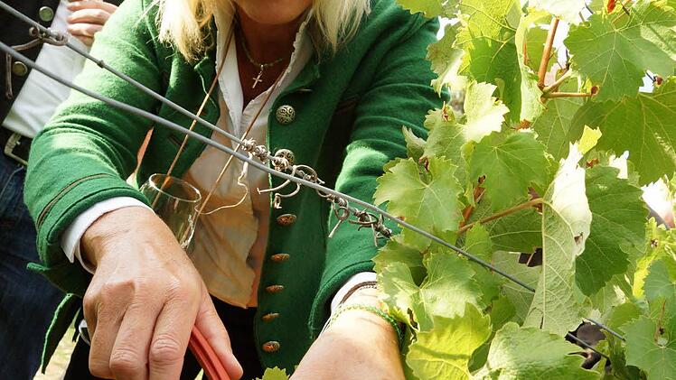 Staatsministerin Ulrike Scharf im WeinbergFoto: Arkadius Guzy