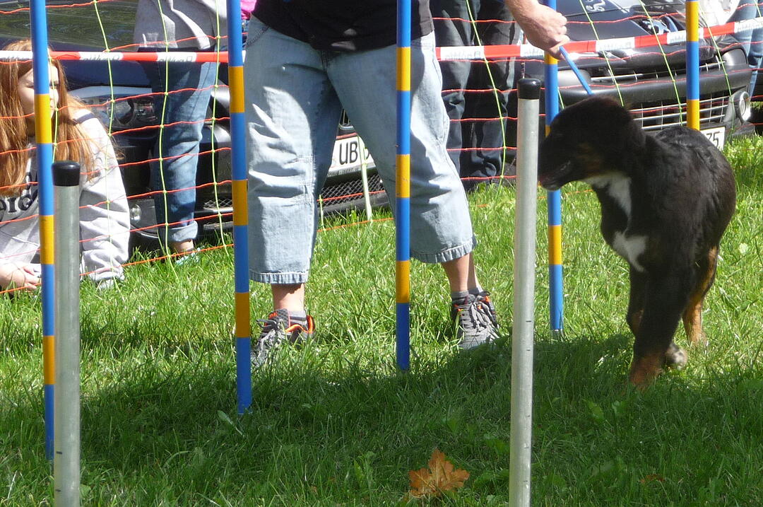 19.8.2017 Tierheimfest Kulmbach