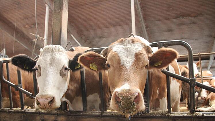Die K&uuml;he stehen im Stall von Landwirt Markus Galster aus Gosberg. In den ersten Tagen nach der Zeitumstellung m&uuml;ssen sie sich auch erst wieder umorientieren. Fotos: Franziska Rieger