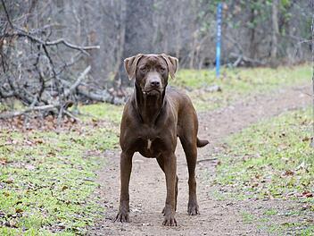 Der unangeleinte Labrador stürmte auf einen anderen Hund zu und attackierte diesen. Die Hundehalterin setzte sich zur Wehr.