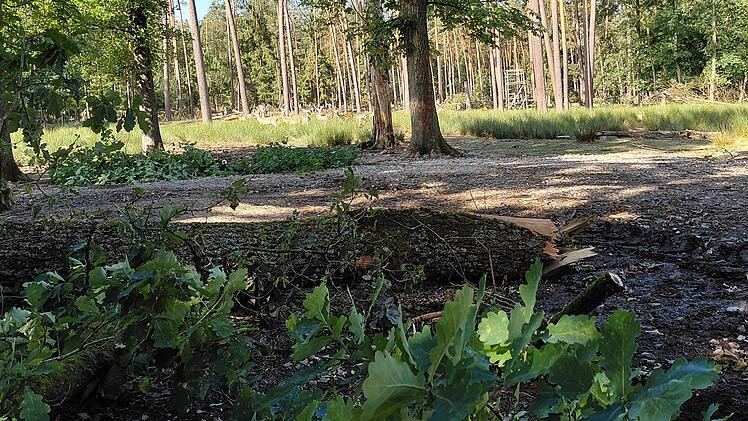 Umgest&uuml;rzte B&auml;ume haben den Gehegezaun an mehreren Stellen so stark besch&auml;digt, dass mehrere Tiere ausgebrochen sind.