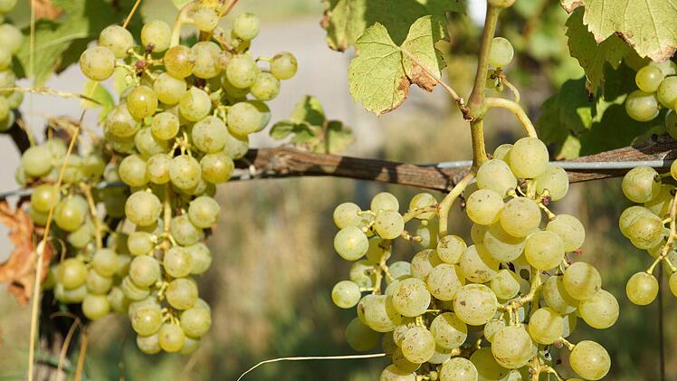 Die Bacchus-Beeren brauchen noch einige Tage bis zur Reife.