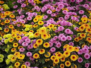 Chrysanthemen sorgen für viel Farbe im eigenen Garten!