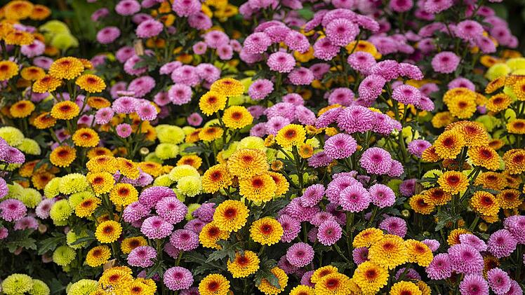 Chrysanthemen sorgen für viel Farbe im eigenen Garten!