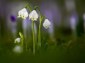 Fr&uuml;hling in Baden-W&uuml;rttemberg