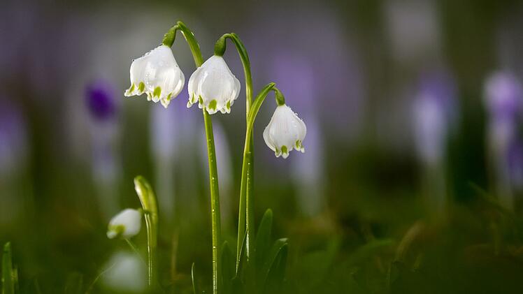 Fr&uuml;hling in Baden-W&uuml;rttemberg