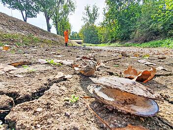 Ausgetrocknete Bäche und Flüsse - hier der Sendelbach im September 2019 - sind erst ein Vorzeichen für schwindendes Grundwasser.  Foto: S. Schanz