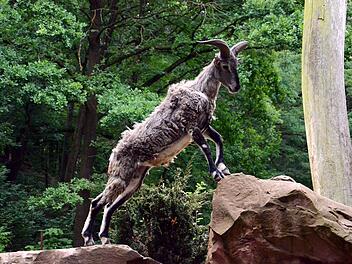 N&uuml;rnberg: Blauschafe im Tiergarten eingezogen - Asien-Bereich wird weiter ausgeweitet