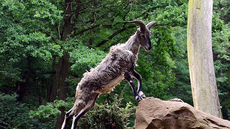N&uuml;rnberg: Blauschafe im Tiergarten eingezogen - Asien-Bereich wird weiter ausgeweitet