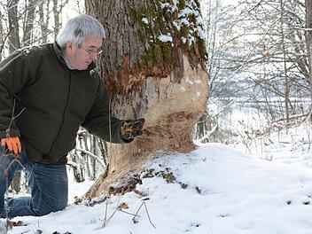 Auf einem Privatgrundstück entlang des Mains bei Burghaig fühlen sich Biber wohl.  Foto: Dagmar Besand