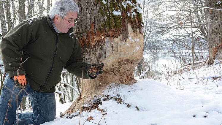 Auf einem Privatgrundstück entlang des Mains bei Burghaig fühlen sich Biber wohl.  Foto: Dagmar Besand