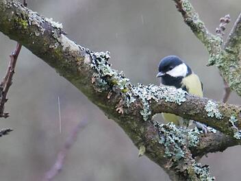 Die Kohlmeise kam im Landkreis bei der Stunde der Wintervögel  in fast allen beteiligten Gärten vor.