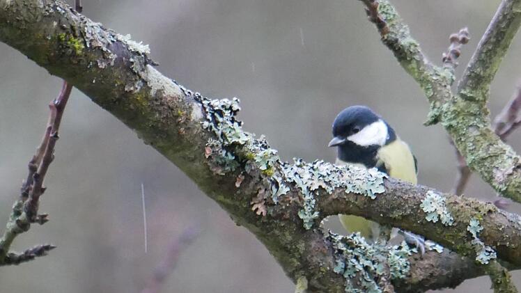 Die Kohlmeise kam im Landkreis bei der Stunde der Wintervögel  in fast allen beteiligten Gärten vor.