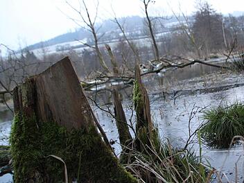 Verwunschener Ort: Die Biberburg liegt etwa dort, wo in der Mitte des Bildes drei Bäume in den Himmel ragen. Foto: Ulrike Müller