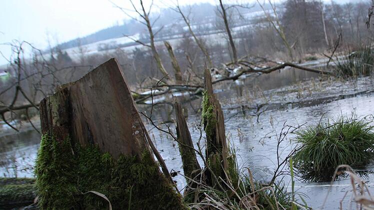Verwunschener Ort: Die Biberburg liegt etwa dort, wo in der Mitte des Bildes drei Bäume in den Himmel ragen. Foto: Ulrike Müller