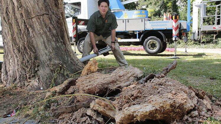 Das tote Holz wurde entfernt. Jetzt muss die Weide noch zurückgeschnitten werden. Fotos: Josef Hofbauer