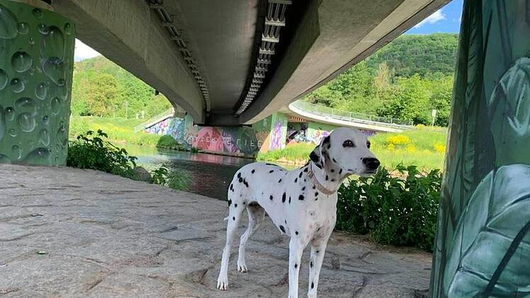 Die beiden Dalmatiner von Sabine Hümmer bekommen auch in Ebermannstadt die Möglichkeit sich auszulaufen.  Foto: Sabine Hümmer