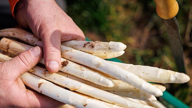Erster Spargel wird geerntet - Saison startet im April richtig
