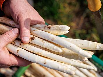Erster Spargel wird geerntet - Saison startet im April richtig