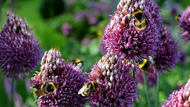 Die Schnittlauchblüte ist wertvoll für viele Bestäuber. Genauso abschreckend wirkt sie jedoch auf stechende Blutsauger.