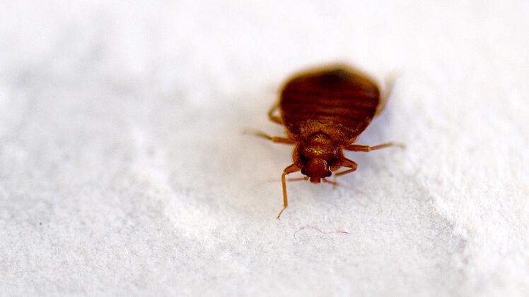 Pariser Filminstitut schließt Kinosäle wegen Bettwanzen