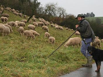 Das idyllische Bild trügt: Schäfer Olaf Ruppe und Hund Ricco sind Tag für Tag mit den Schafen von Arthur Schmuck unterwegs. Doch immer weniger Eigentümer stellen Wiesen und Äcker als Weideland zur Verfügung. Foto: Daniela Röllinger