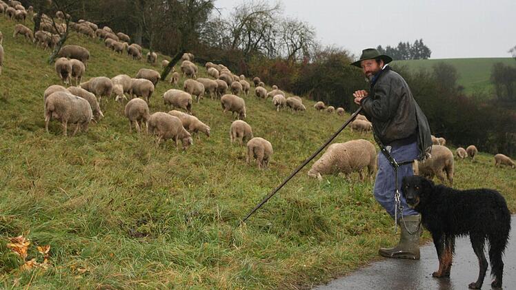 Das idyllische Bild trügt: Schäfer Olaf Ruppe und Hund Ricco sind Tag für Tag mit den Schafen von Arthur Schmuck unterwegs. Doch immer weniger Eigentümer stellen Wiesen und Äcker als Weideland zur Verfügung. Foto: Daniela Röllinger