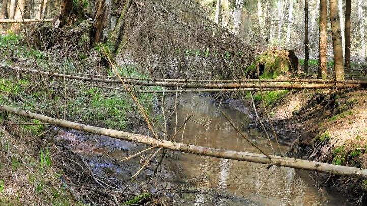 Noch dominieren Fichten, aber man sieht schon, dass sie keine nassen Füße mögen. Fotos: Gemeinde Oberhaid