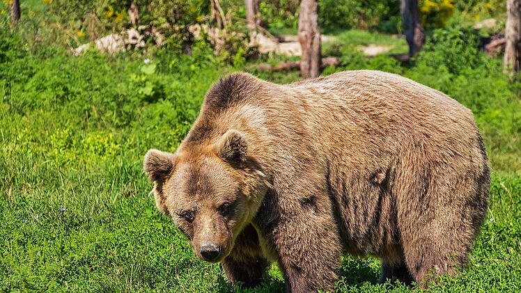 Eines der Highlights des Tierfreigeländes Neuschönau ist die riesige, naturgetreue Bärenanlage.