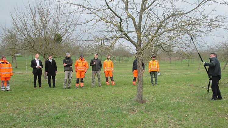 So wird es gemacht. Dieter Bütnner führt den Bauhofbeschäftigen der beiden Allianzen vor wie einen Obstbaum schneiden sollte.                     Foto: Winfried Ehling