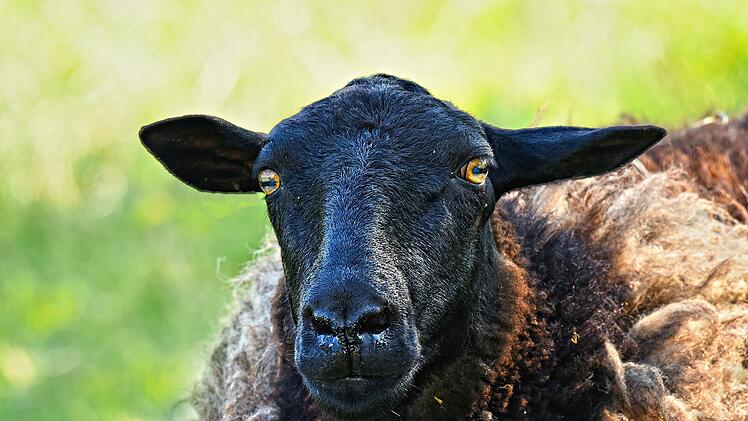 Platz 8 belegt schwarzgesengter Schafskopf aus Island.